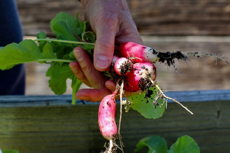 Radishes Radishes