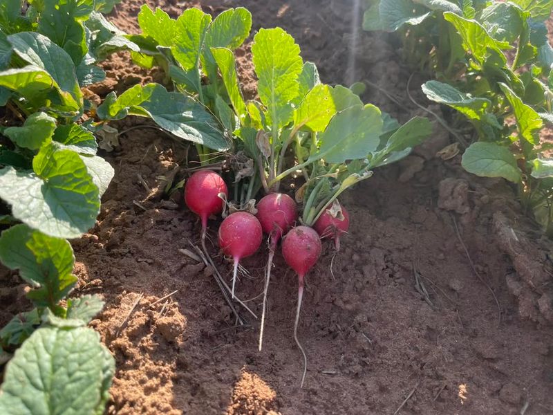 Radishes Deliver The Fastest Fall Roots Radishes Deliver The Fastest Fall Roots