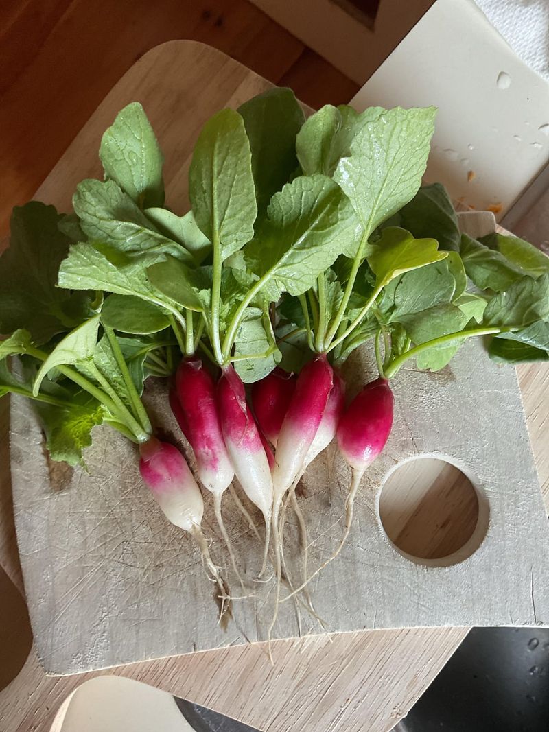 Radishes Fill Fast Gaps