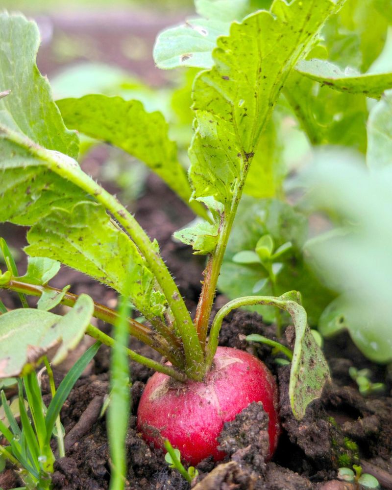 Radishes Fit Between Larger Crops Radishes Fit Between Larger Crops