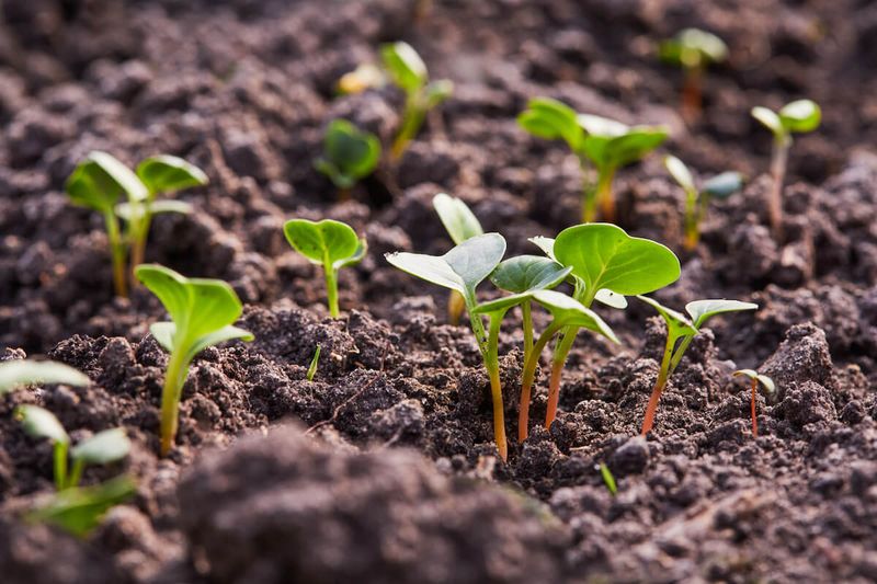 Radishes Race Toward A Fall Harvest
