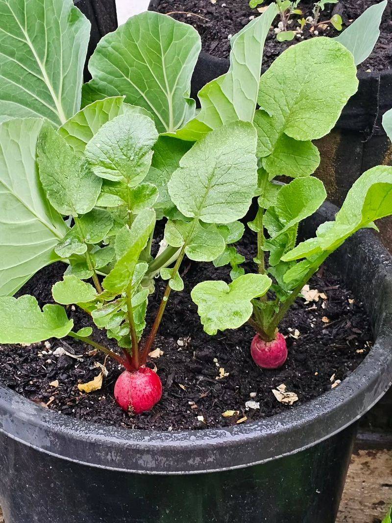 Radishes Reach Harvest Quickly Radishes Reach Harvest Quickly