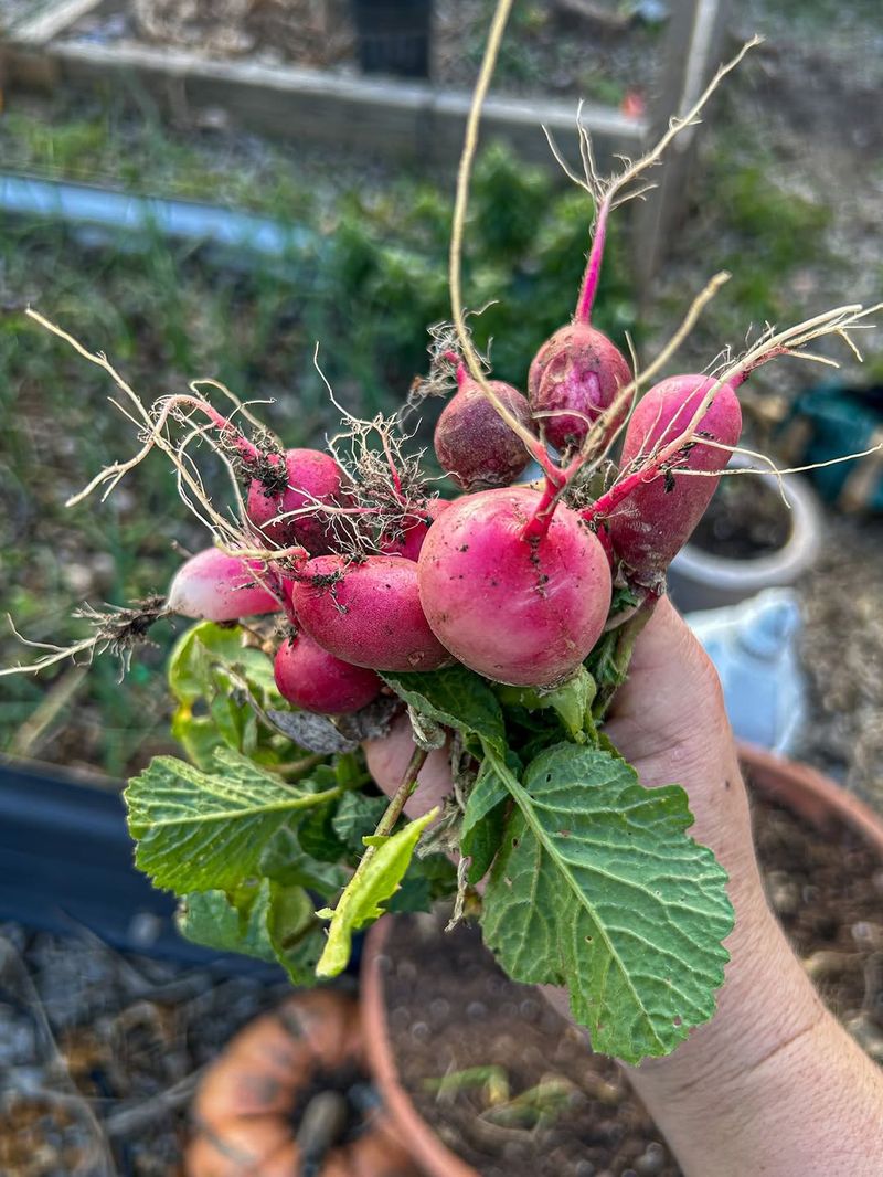 Radishes Reach Harvest Size In Just Weeks