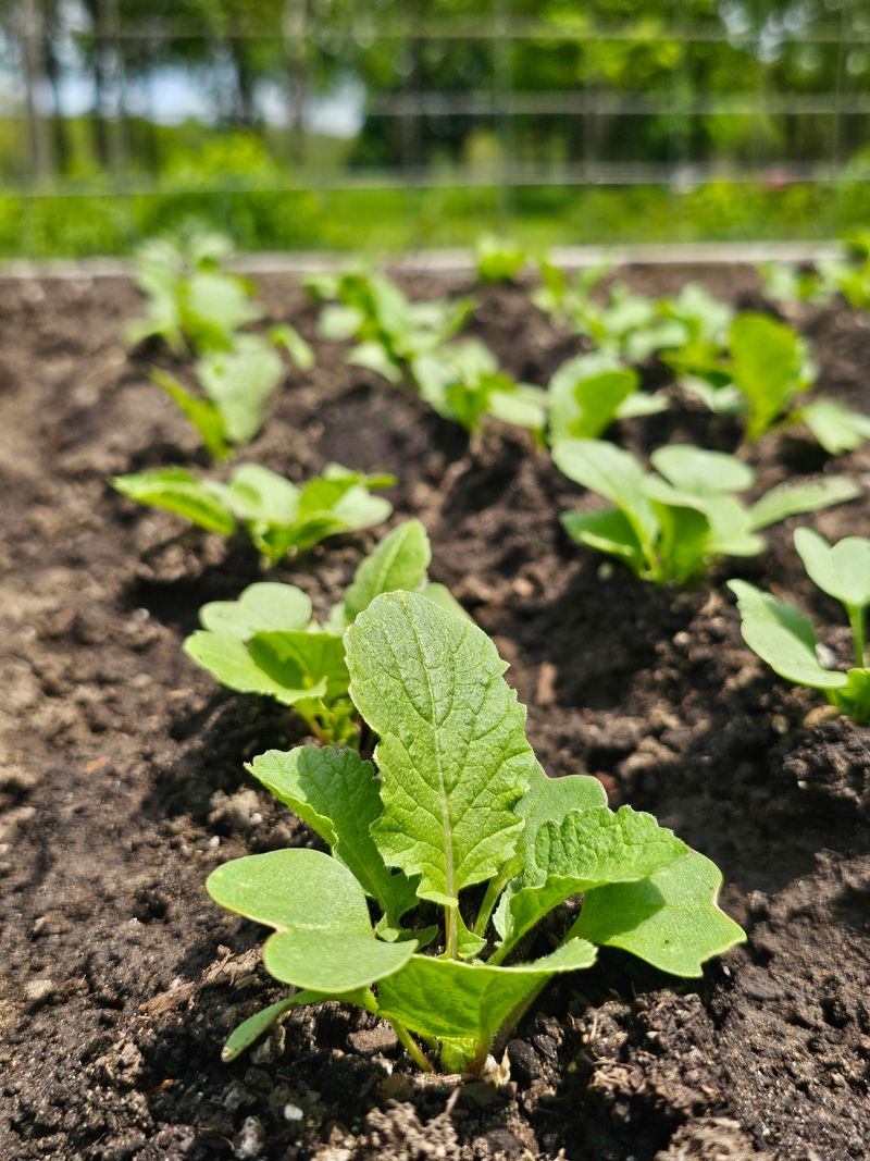 Radishes Tolerate Light Frost