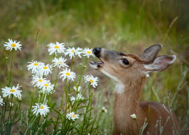 Ragged Ends Help Confirm Deer Browsing