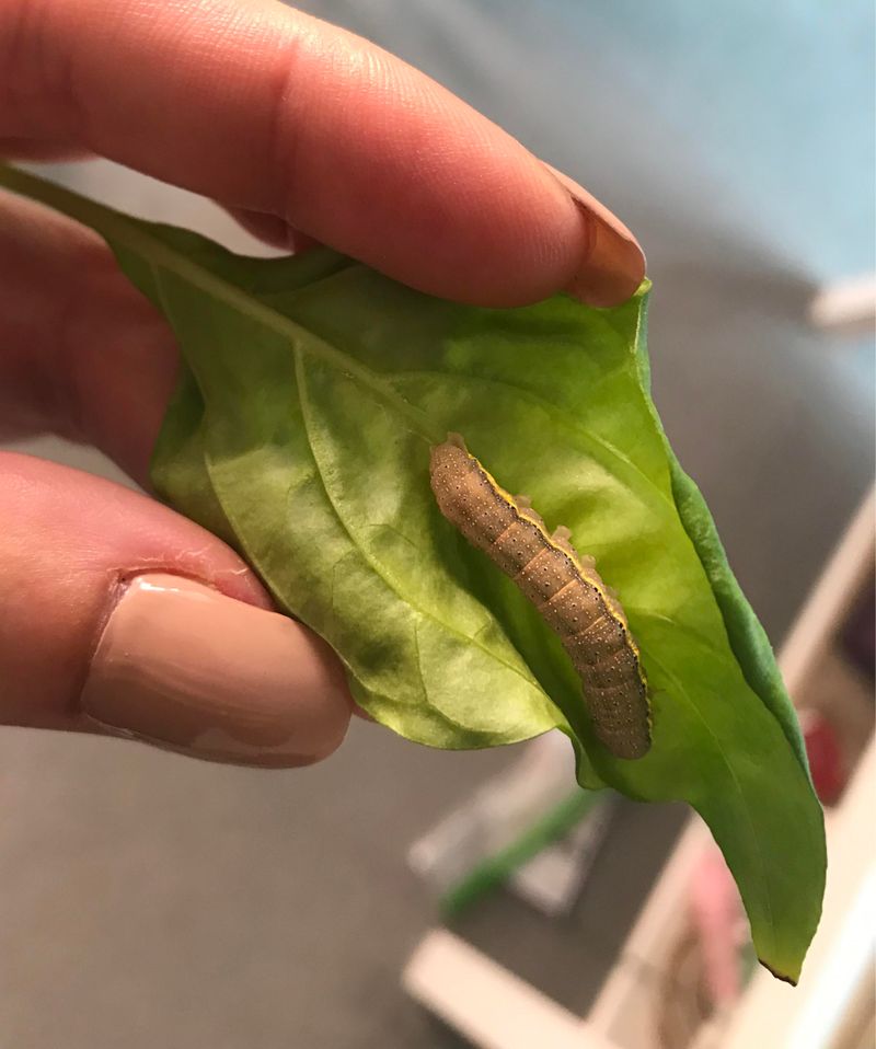 Ragged Holes May Point To Caterpillars Ragged Holes May Point To Caterpillars