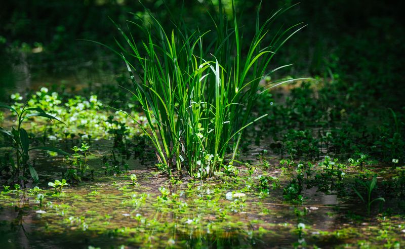 Rain Gardens And Dry Wells For Natural Runoff Control