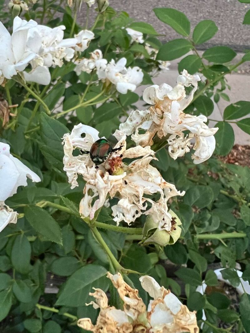 Rain, Soil, and Neighboring Yards Change the Outcome