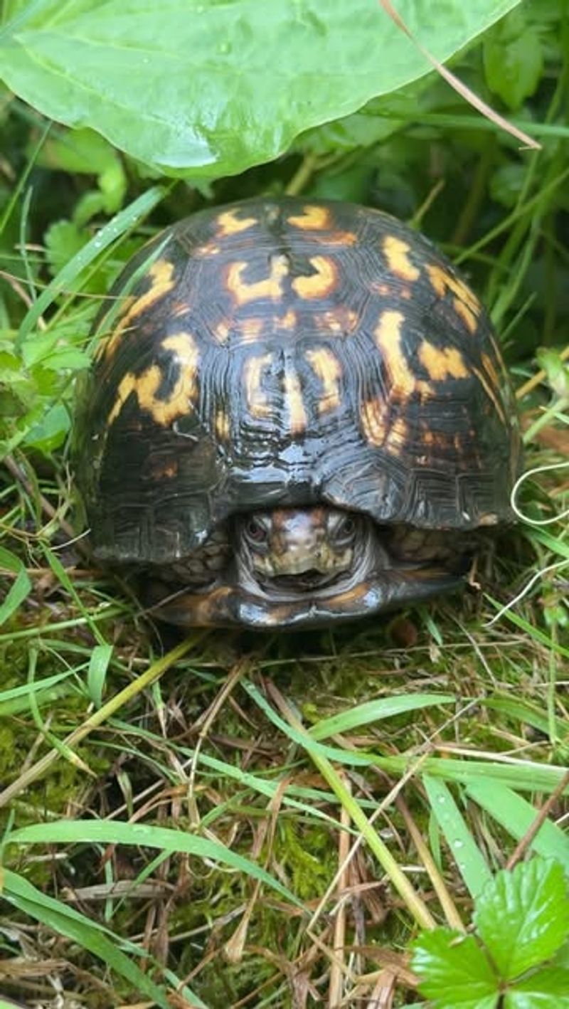 Rain and Shade Can Bring a Box Turtle Into the Bed