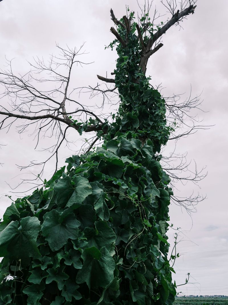 Rains Fueled Fast Vine Growth Rains Fueled Fast Vine Growth