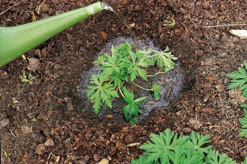 Rainwater Pools Or Runs Off Instead Of Soaking In