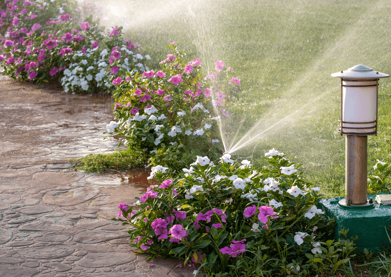 Rainy Season Watering Is Getting Confusing Rainy Season Watering Is Getting Confusing