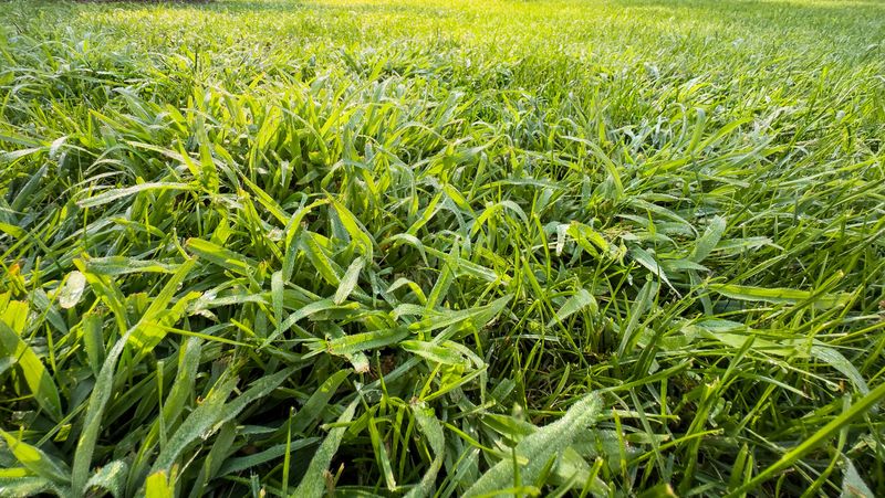 Raise The Mower To Shade Crabgrass Seedlings Raise The Mower To Shade Crabgrass Seedlings