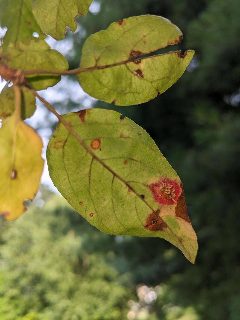 Raised Spots On The Leaf Surface