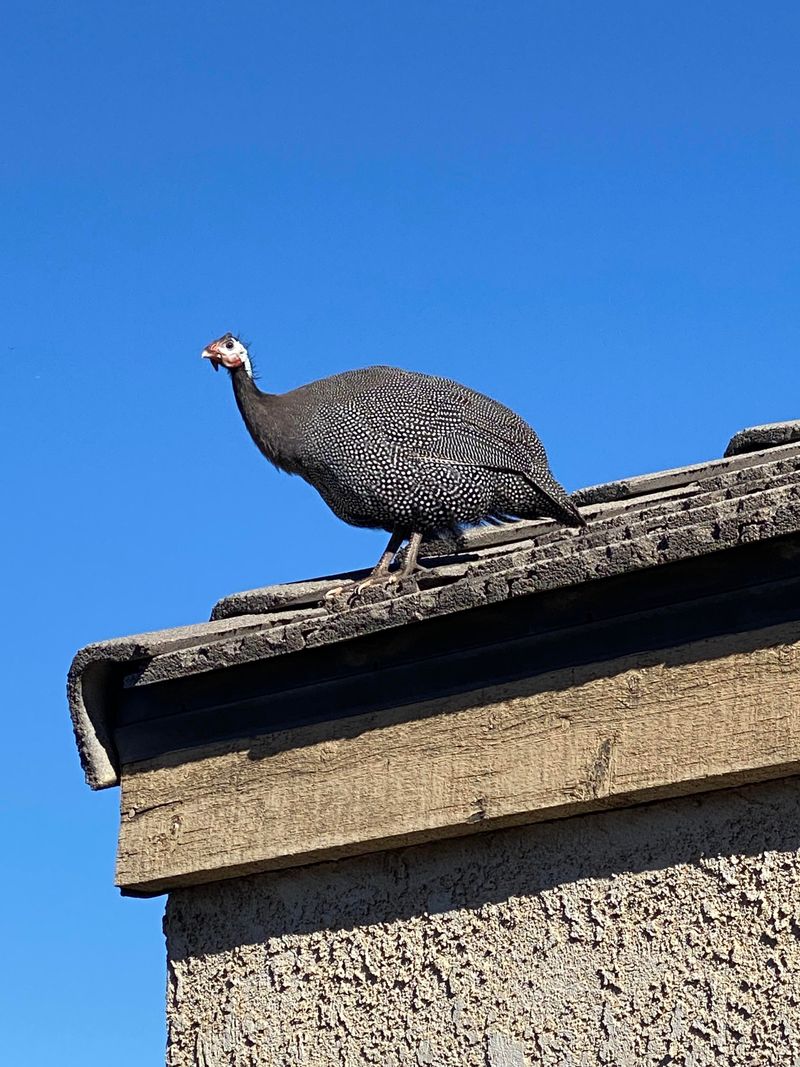 Raising These Birds On Your Illinois Property Raising These Birds On Your Illinois Property