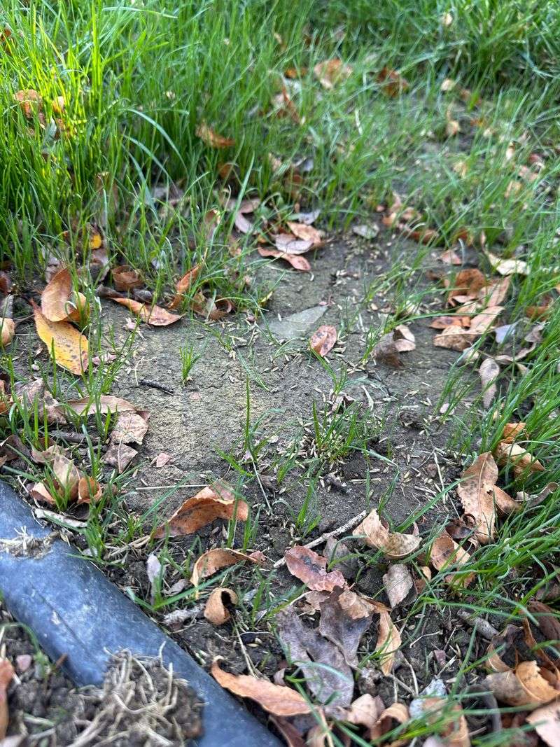 Rake Bare Spots Before Seed Ever Touches Soil Rake Bare Spots Before Seed Ever Touches Soil