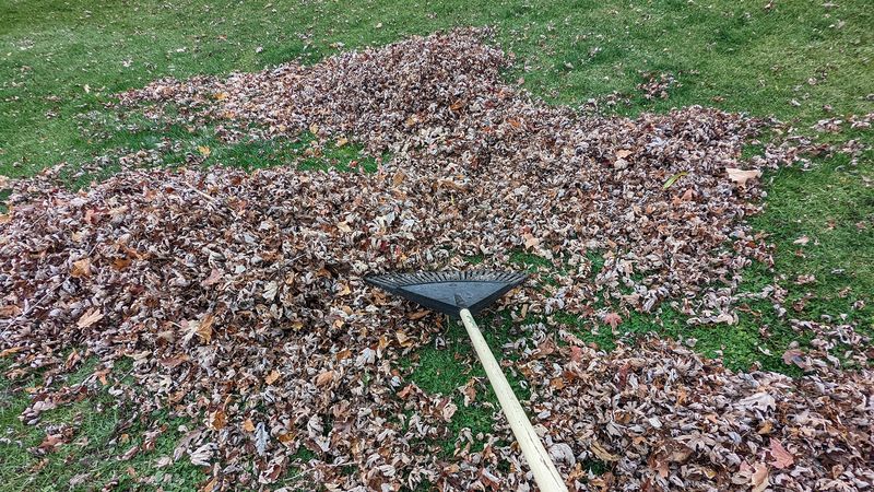 Rake Fallen Leaves Where Mines Are Heavy Rake Fallen Leaves Where Mines Are Heavy