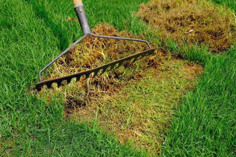 Rake Withered Grass So Seed Can Touch Soil Later