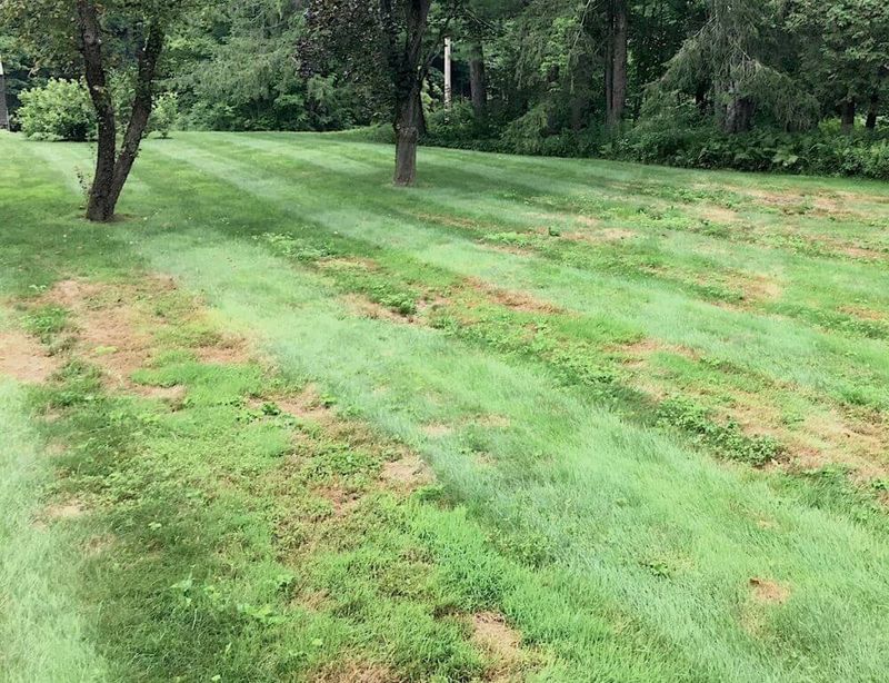 Rapid Lawn Decline During Hot Dry Weather Rapid Lawn Decline During Hot Dry Weather