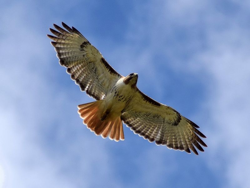 Rarely, It Signals The Hawk Has Lost Its Natural Wariness Rarely, It Signals The Hawk Has Lost Its Natural Wariness