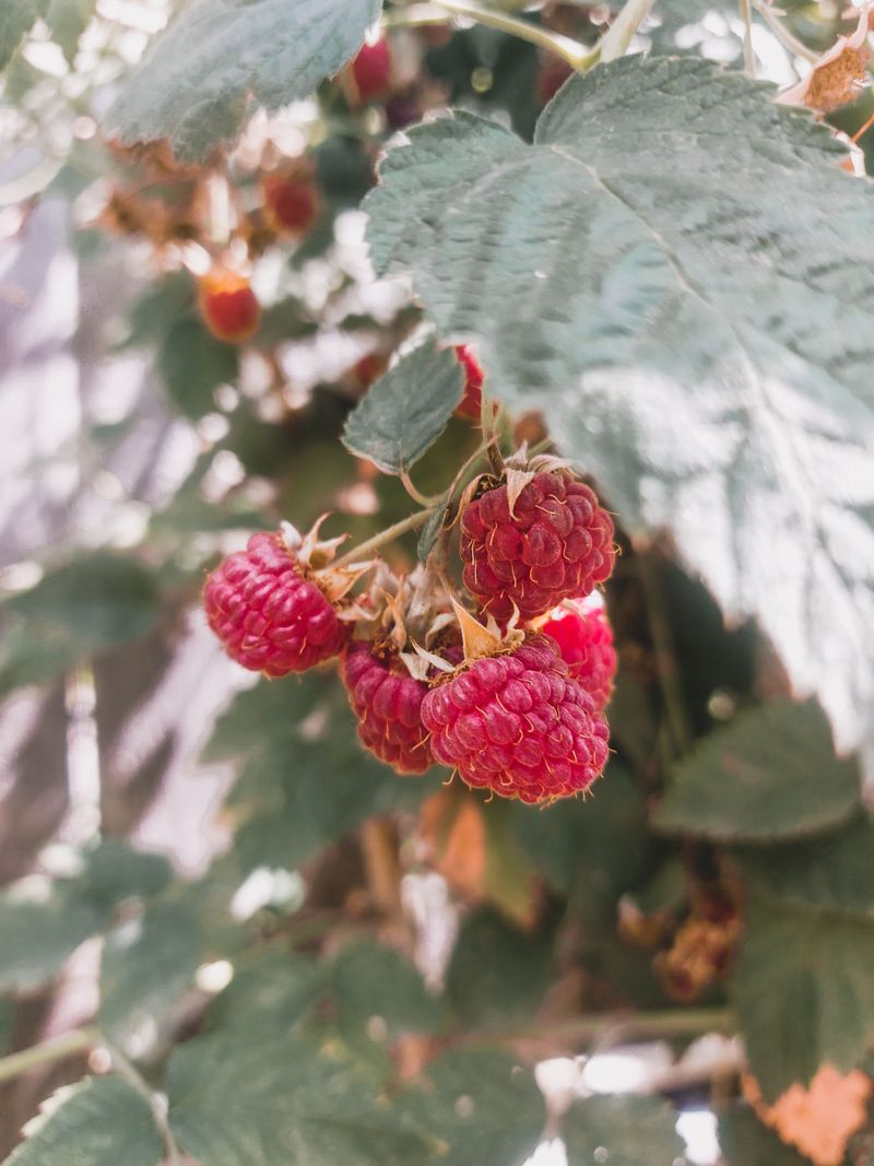 Raspberries Raspberries