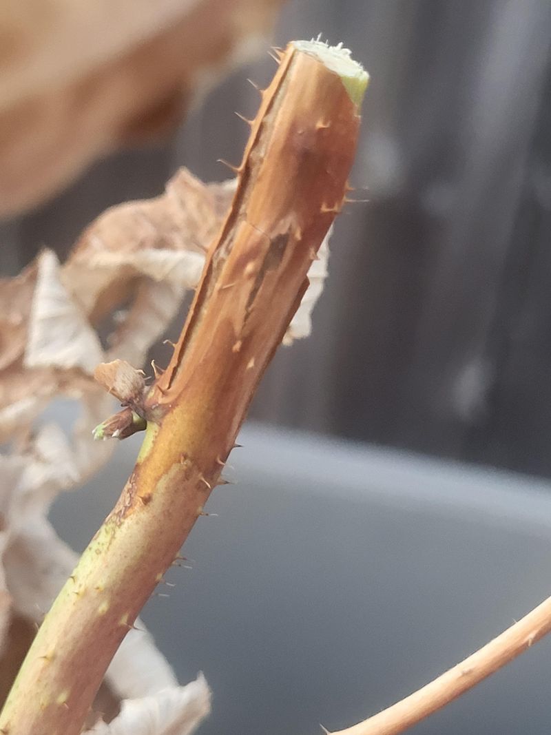 Raspberry Crown Borer Damage Needs Immediate Attention Raspberry Crown Borer Damage Needs Immediate Attention