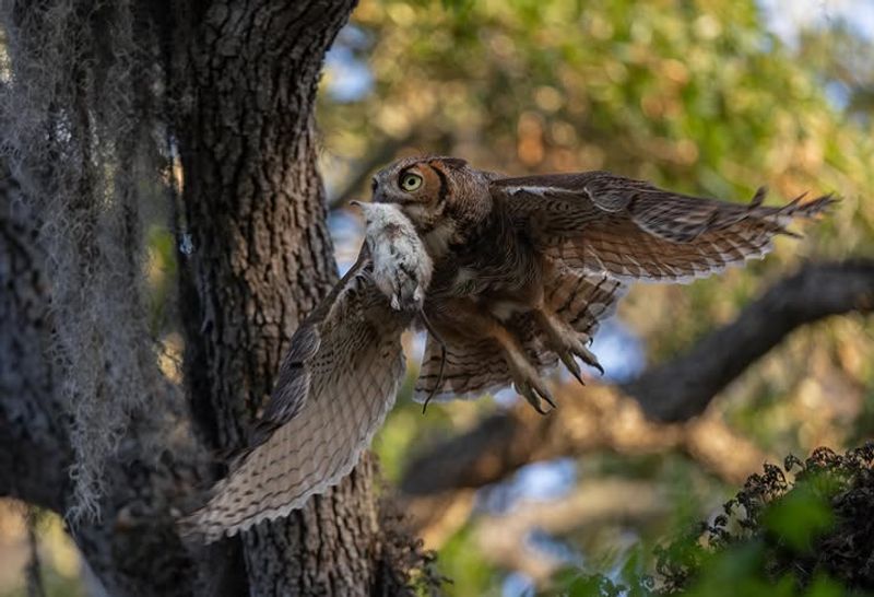 Rats And Mice Can Bring Owls Closer Rats And Mice Can Bring Owls Closer