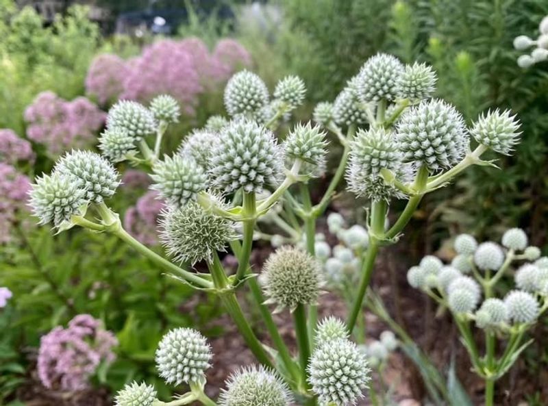 Rattlesnake Master