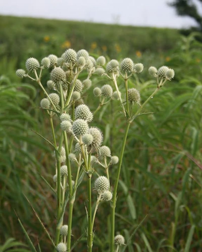 Rattlesnake Master