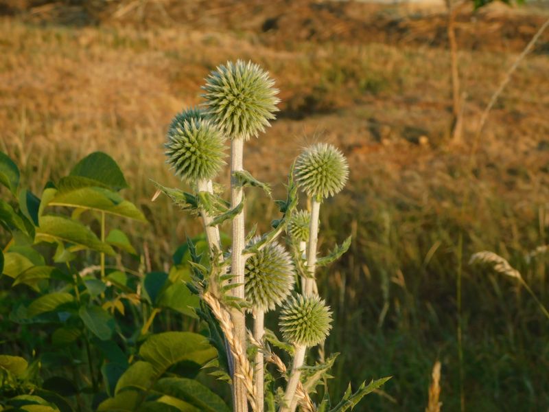 Rattlesnake Master