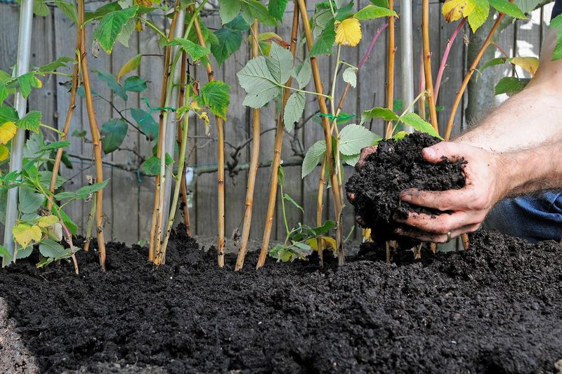 Raw Manure Should Not Be Used As Summer Side Dressing Raw Manure Should Not Be Used As Summer Side Dressing