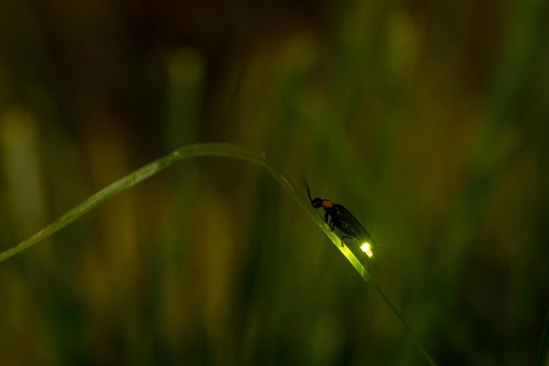 Read The Extra Glow As A Habitat Clue