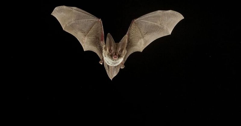 Read The Flight As Feeding Behavior Read The Flight As Feeding Behavior