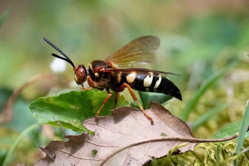Read The Giant Wasp As A Cicada Season Clue Read The Giant Wasp As A Cicada Season Clue