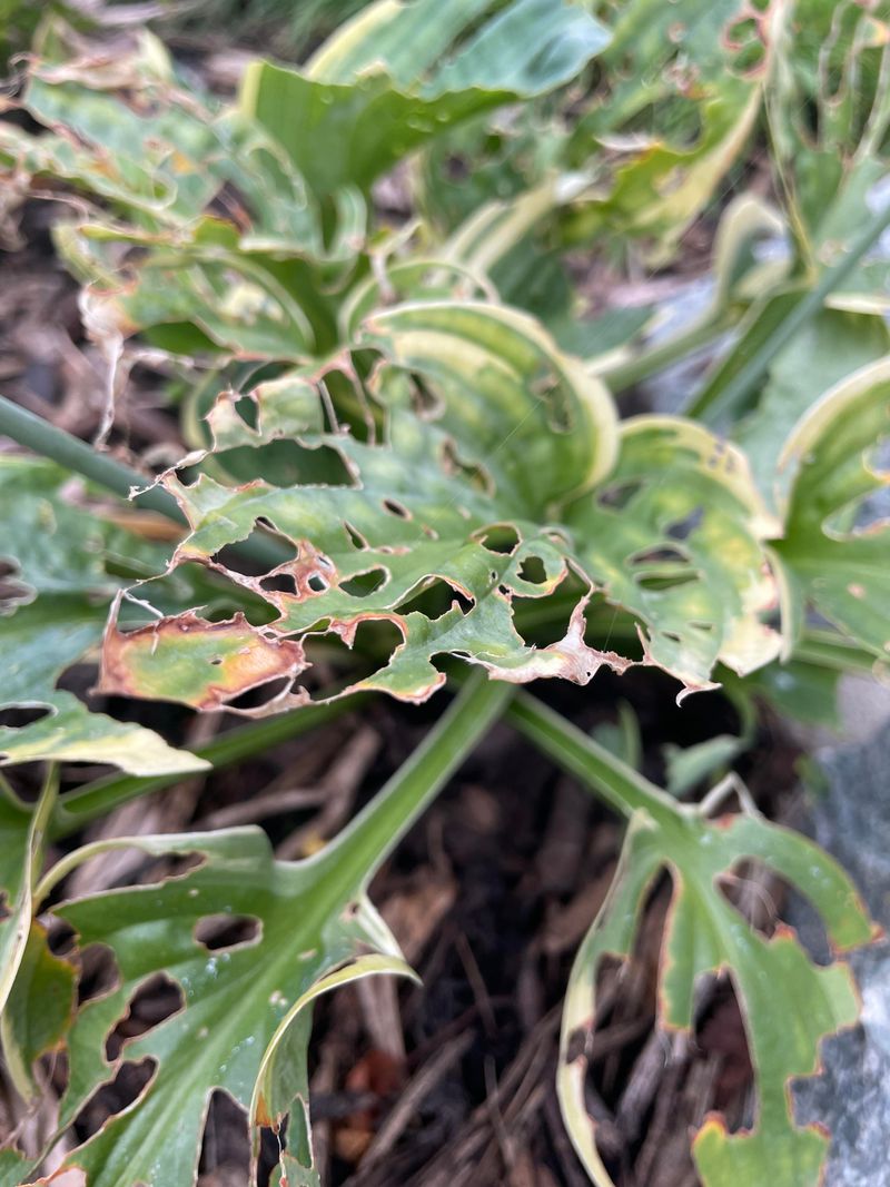 Read The Leaf Damage Pattern