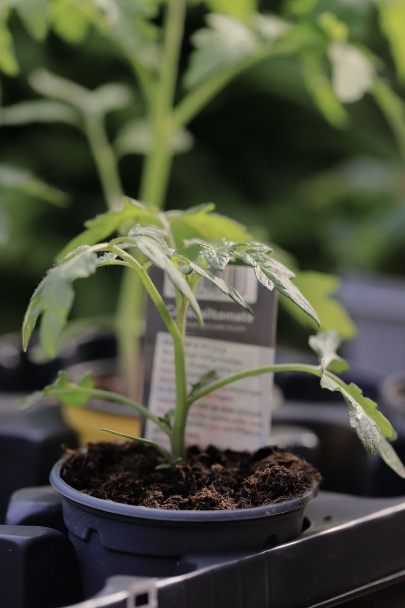 Reading The Plant Label Prevents The Mix-Up