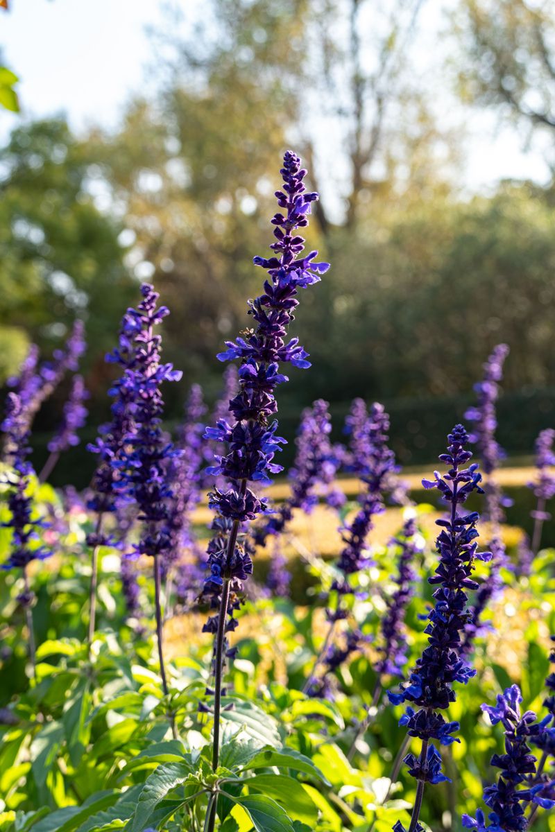  Reading Your Salvia's Bloom Cycle