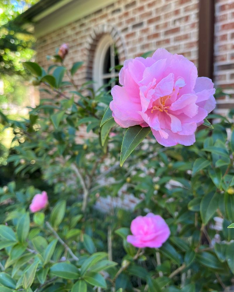 Realistic Blooms From Fall Into Winter Realistic Blooms From Fall Into Winter