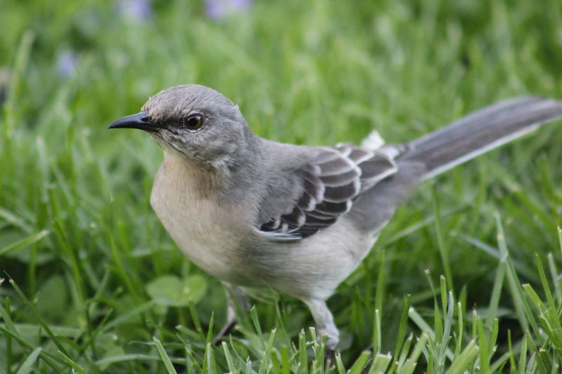 Reasons Mockingbirds Are Common In Oklahoma Reasons Mockingbirds Are Common In Oklahoma