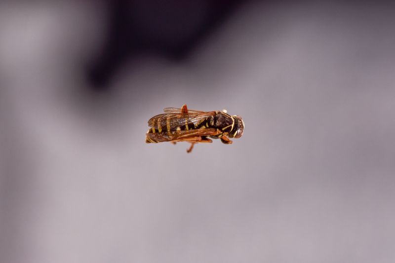 Reasons Wasps Hover Over Lawns All Summer