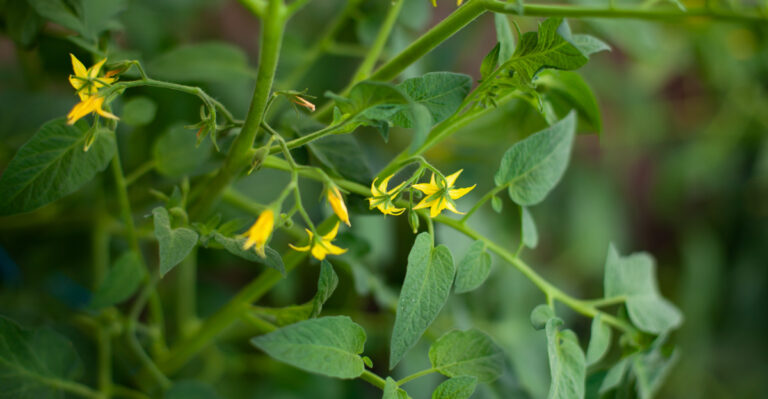 Reasons Your Oregon Tomato Plant Has Leaves But No Fruit