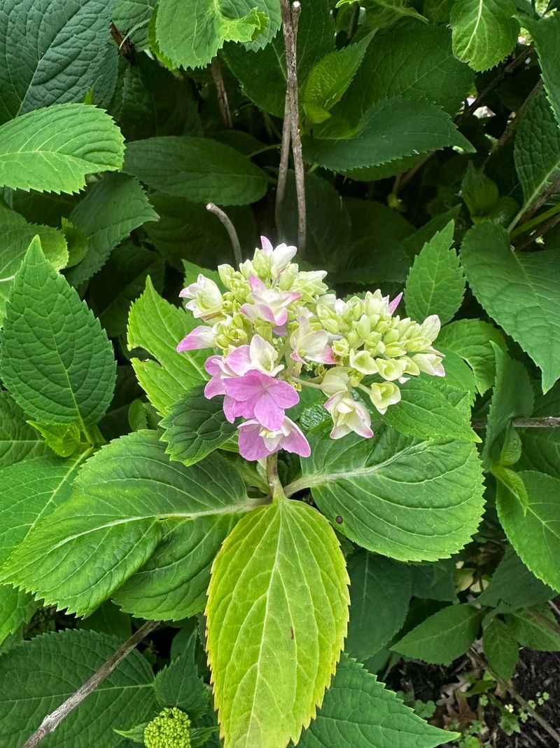 Reblooming Hydrangeas Benefit Most