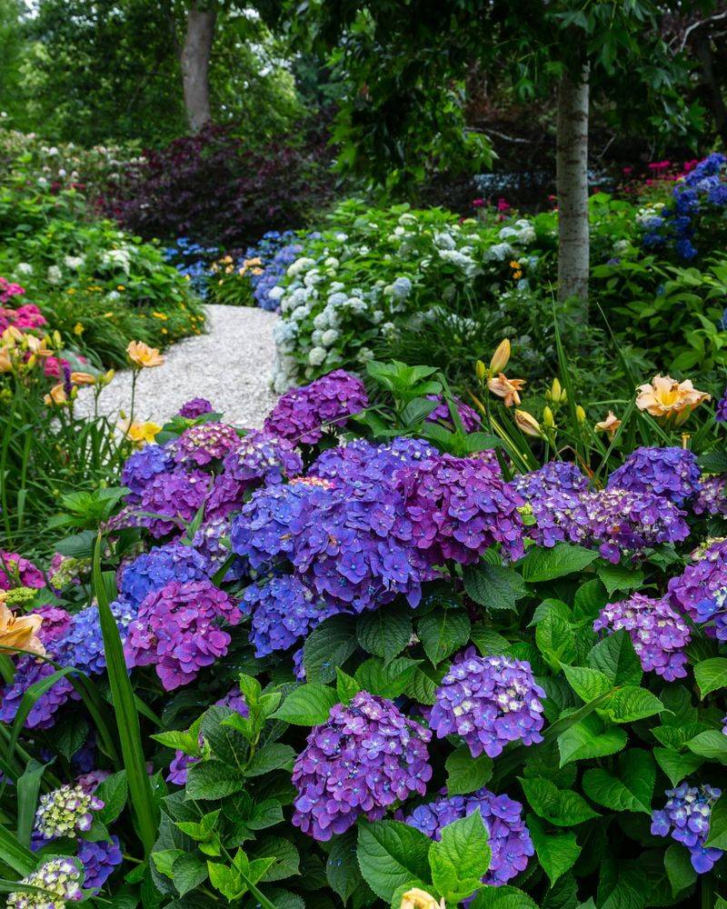 Reblooming Hydrangeas Reblooming Hydrangeas