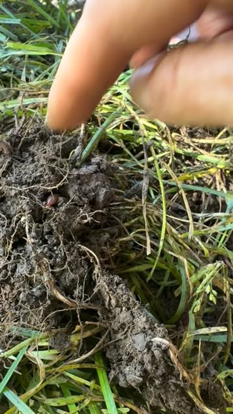 Recent Digging May Have Disturbed The Bed Recent Digging May Have Disturbed The Bed