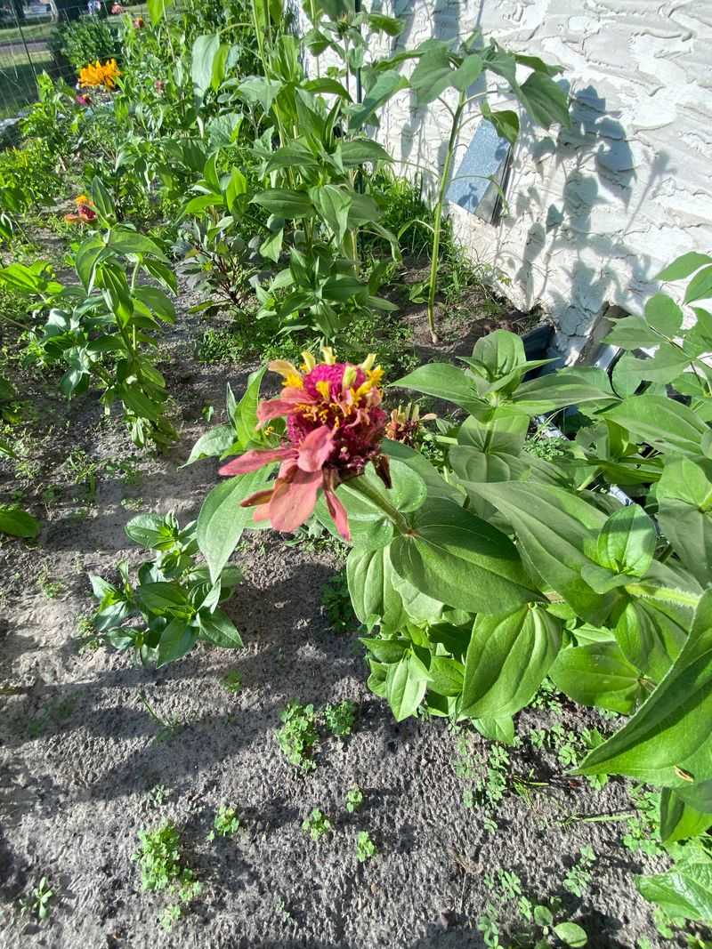 Recently Planted Zinnias Have Limited Root Systems Recently Planted Zinnias Have Limited Root Systems