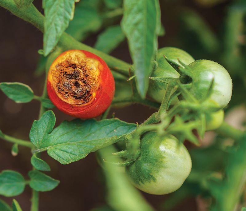 Recognize Blossom-End Rot Before You Treat It Recognize Blossom-End Rot Before You Treat It