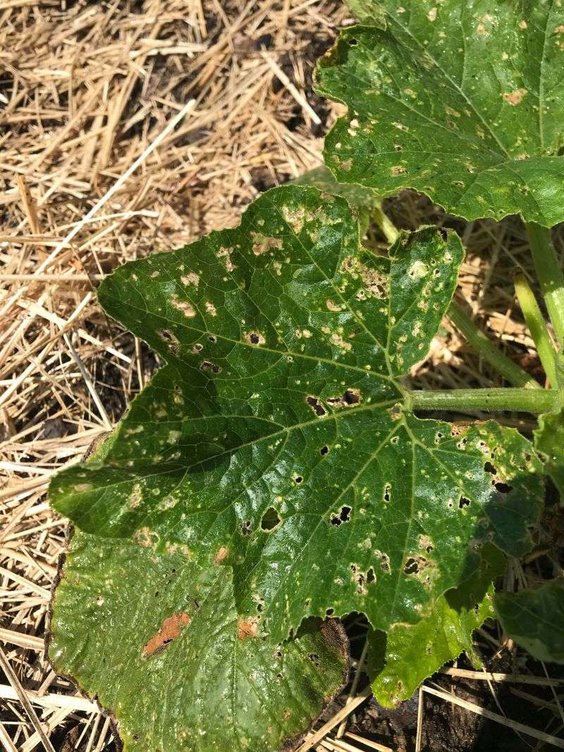 Recognize Feeding Damage Before A Runner Fails