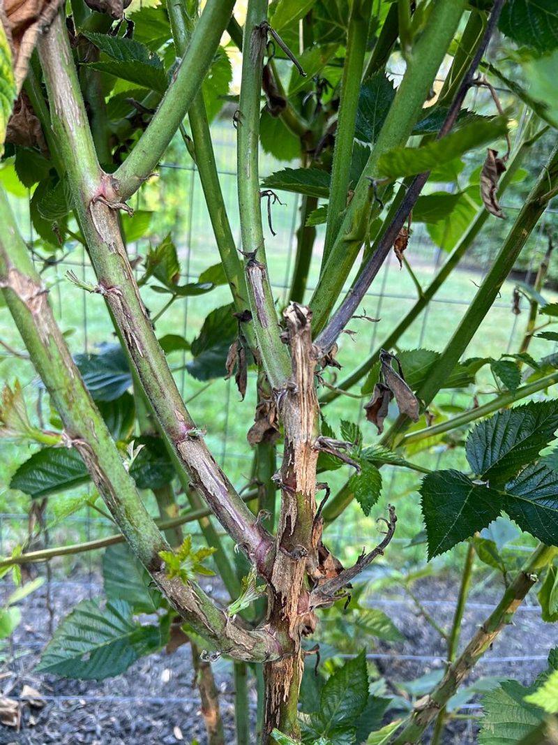 Recognize The Early Signs Of Cane Blight Recognize The Early Signs Of Cane Blight