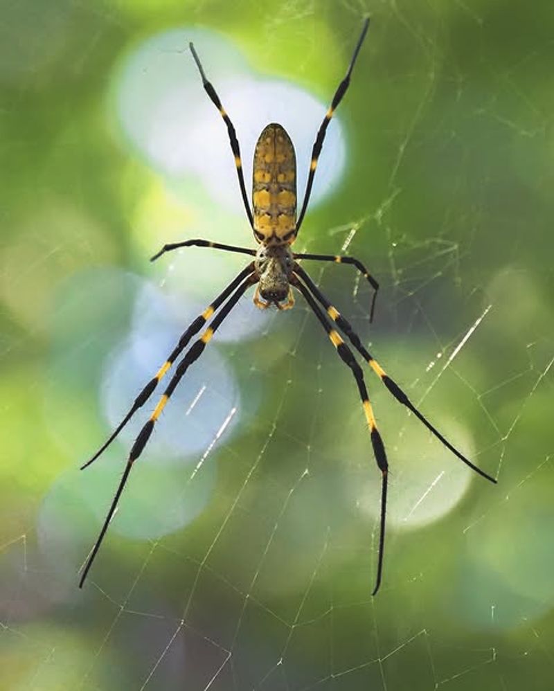 Recognize The Large Golden Orb Web Recognize The Large Golden Orb Web