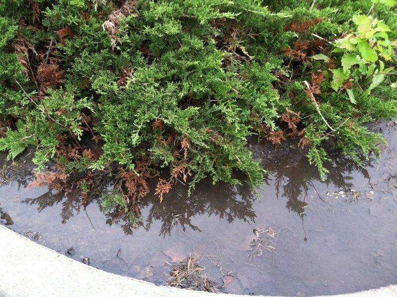 Recognizing The Signs Of Salt Damage On Coastal Plants Recognizing The Signs Of Salt Damage On Coastal Plants